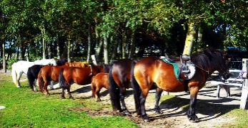 Unsere Ponys warten auf ihre Reiter